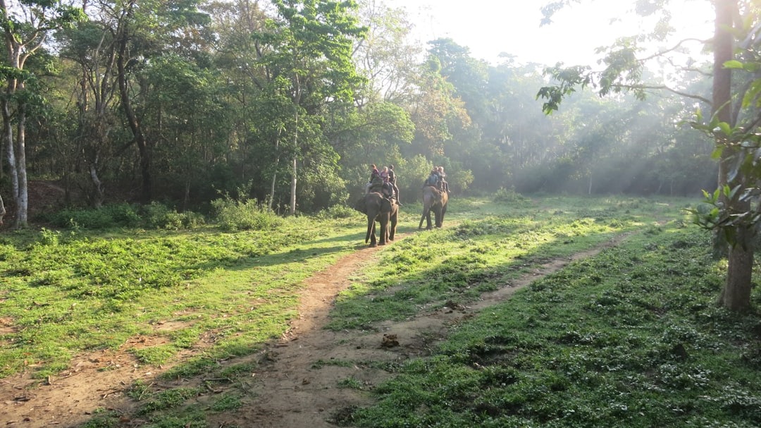 Elephant Safari In Chitwan